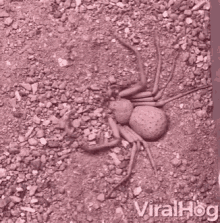 spider hiding spider defense mechanism camouflage hunting burying