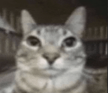 Silly Guy Silly Cat GIF