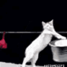 Cat Wash GIF - Cat Wash GIFs