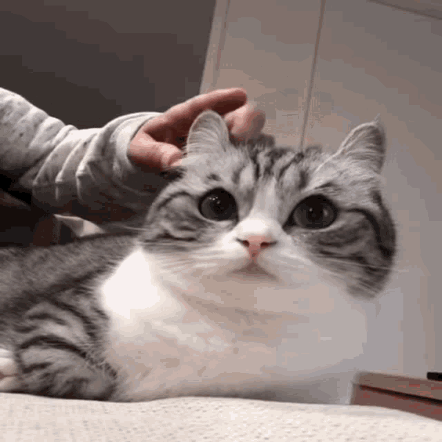 Comaru Cat GIF - Comaru Cat - Discover & Share GIFs