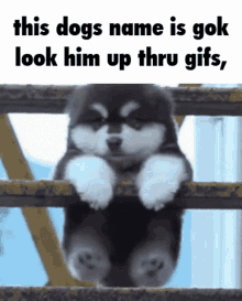 Gok Dog GIF - Gok Dog Puppy GIFs
