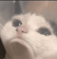 a close up of a cat behind a plastic bag .