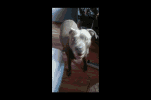 Karmelek Dog GIF - Karmelek Dog Happy Dog GIFs