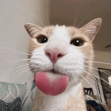 a close up of a cat 's face with its pink tongue sticking out
