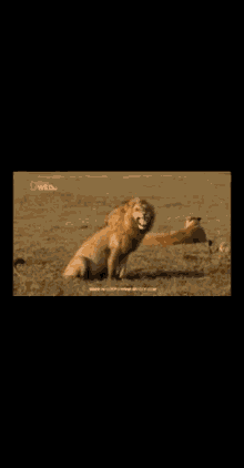 Lion Laugh GIF - Lion Laugh GIFs