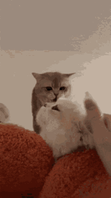 Cat Angry GIF