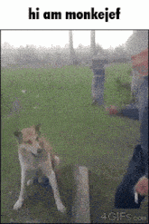 a picture of a dog with the words hi am monkejef below it