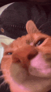 On Gang Cat GIF - On Gang Cat Orange Cat GIFs