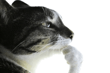 a close up of a cat 's face with its paw on its chin