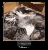 Komaru Cat GIF - Komaru Cat Komaru Cat GIFs
