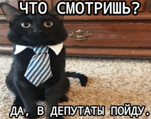 a black cat wearing a blue and white striped tie with a caption in russian