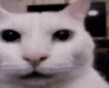 a close up of a white cat 's face with black eyes and a pink nose .