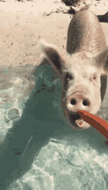 pig piggy oink eating pig beach