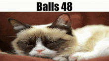 Balls Balls 48 GIF - Balls Balls 48 Cat GIFs