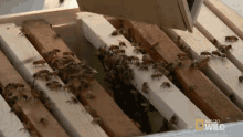 Bees Insect GIF