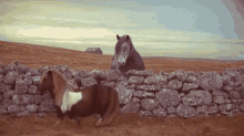 Horse Pony GIF - Horse Pony Backwards GIFs
