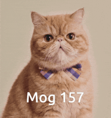 Mogcat 157 GIF - Mogcat Mog 157 GIFs