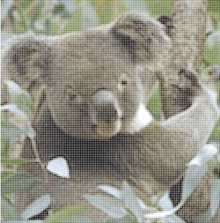 Tree Koala GIF - Tree Koala GIFs