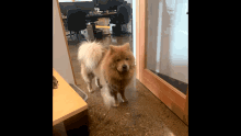 Triggered Chow GIF - Triggered Chow Did You Say Food GIFs