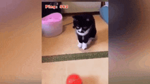 Cat Lag GIF - Cat Lag GIFs