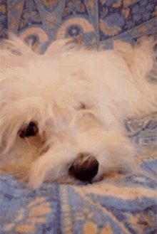 Nivea Puppy GIF - Nivea Puppy Puppy Dog GIFs