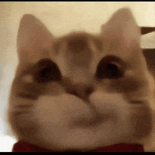 a close up of a cat 's face with a red bow tie .