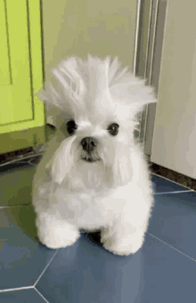 Funny White Dog Dog Images GIF