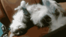 Ongyingzillakoalaarecats Koalaiscat GIF