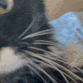 a close up of a black and white cat 's face