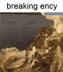 Breaking Ency GIF - Breaking Ency GIFs