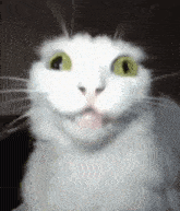 a close up of a white cat making a funny face with its tongue out .