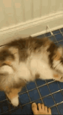 Crazy Cat GIF - Crazy Cat Catnip GIFs