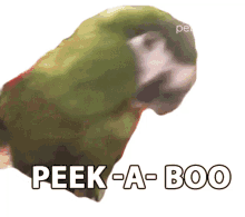 peek a boo the pet collective parrot talking surprise