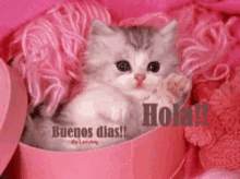 Hola Buenos Dias GIF - Hola Buenos Dias Cat GIFs