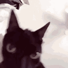 Confusion What The Fuck GIF - Confusion What The Fuck Confused Cat GIFs