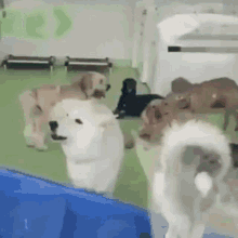 Scared Dog Daycare Frozen Uhh Whats Going On GIF - Scared Dog Daycare Frozen Uhh Whats Going On GIFs