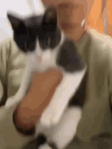 Scared Cat - Señor GIF - Pronounced GIF or JIF?