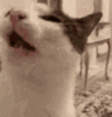 a close up of a cat with its mouth open in a living room .