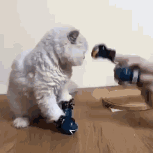Cat Boxing GIF - Cat Boxing Cute GIFs