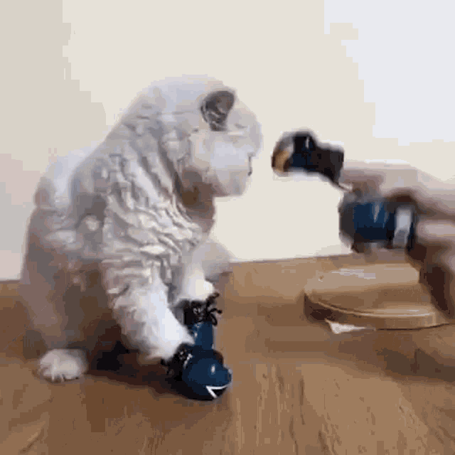 Kitty sales boxing gloves