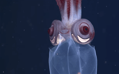 Ooh Ahh GIF - Ooh Ahh Squid GIFs