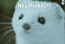 Minkus Wiredforsound GIF