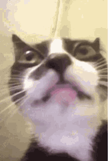 Cat But GIF - Cat But Why GIFs