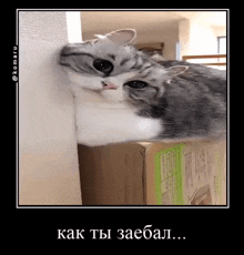a cat laying on top of a cardboard box with its head on the box .