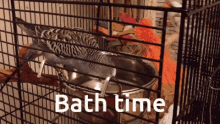 Bath Time Budgie GIF