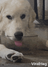 A Dog Licks The Water Without Leaving Any Drops Viralhog GIF