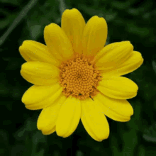 a close up of a yellow daisy with a yellow center