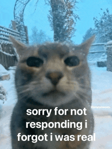 a cat says sorry for not responding and forgot i was real
