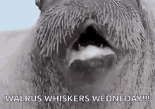 Walrus Whistle GIF - Walrus Whistle Animals GIFs