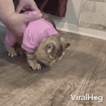 Failed To Stand Up Kitten GIF - Failed To Stand Up Kitten Viralhog GIFs